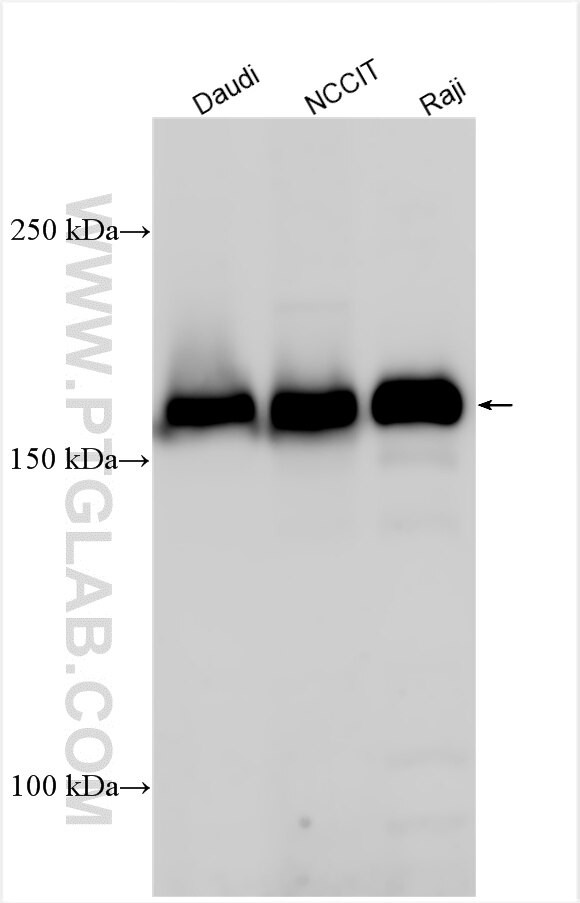 FRYL Antibody in Western Blot (WB)