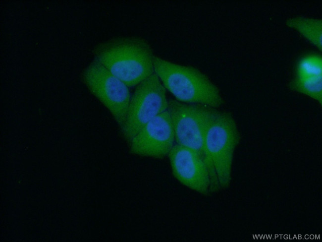 NT5DC1 Antibody in Immunocytochemistry (ICC/IF)