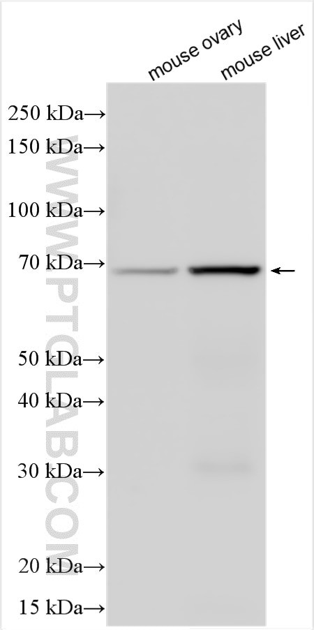 Collagen Type IX Antibody in Western Blot (WB)