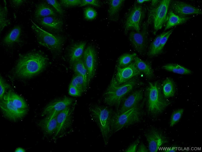 C2orf67 Antibody in Immunocytochemistry (ICC/IF)