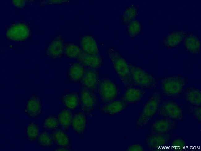 LUC7L2 Antibody in Immunocytochemistry (ICC/IF)