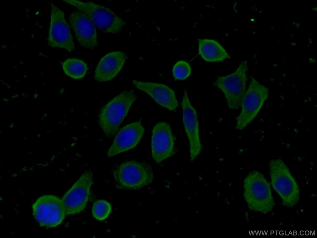 FAM71F2 Antibody in Immunocytochemistry (ICC/IF)