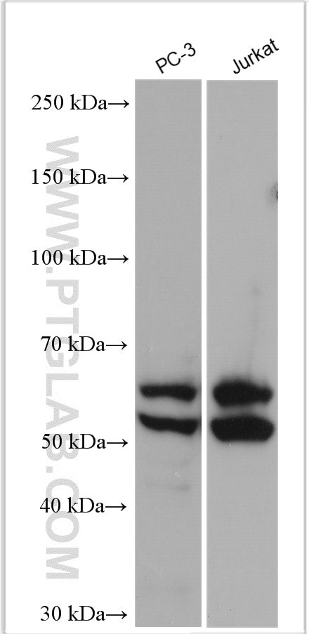 GRAMD4 Antibody in Western Blot (WB)