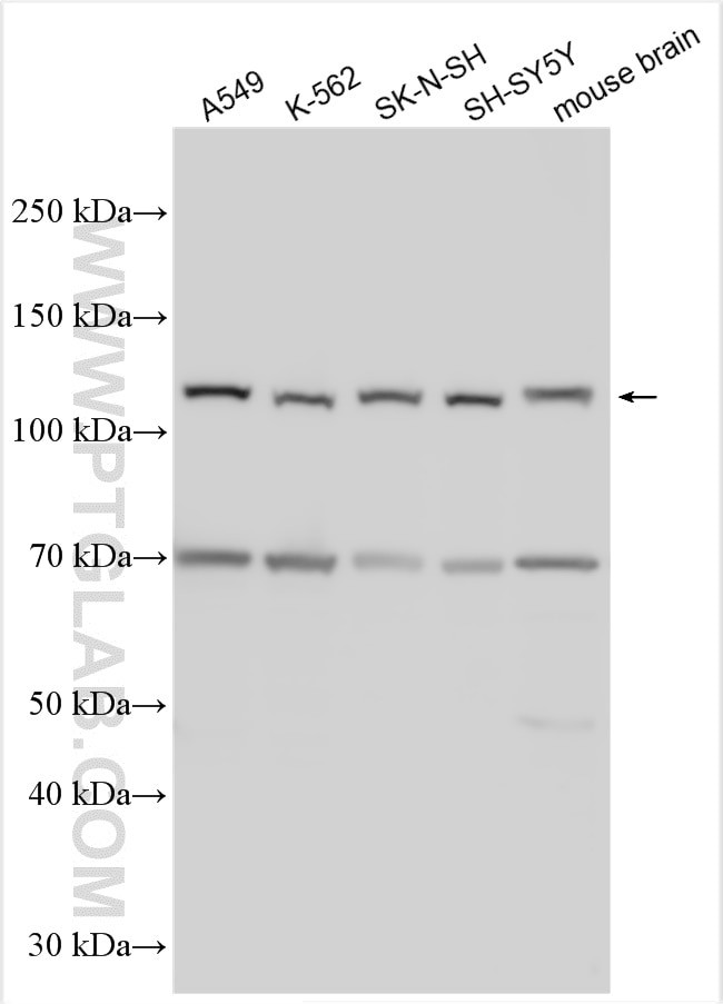 PCDHAC1 Antibody in Western Blot (WB)