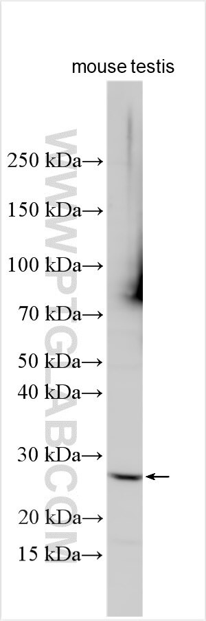 PUS10 Antibody in Western Blot (WB)