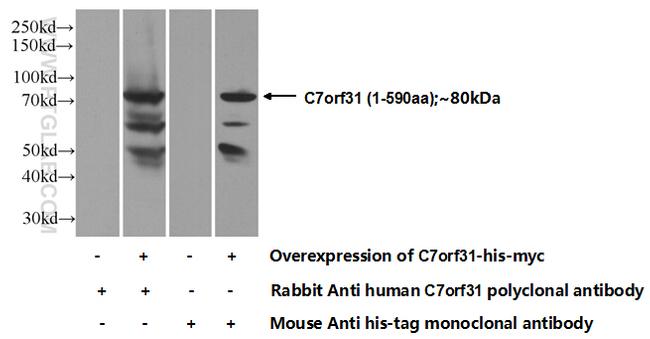 C7orf31 Antibody in Western Blot (WB)