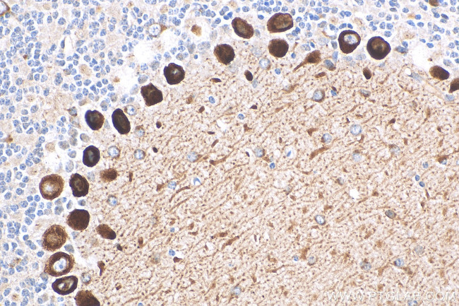 DNER Antibody in Immunohistochemistry (Paraffin) (IHC (P))