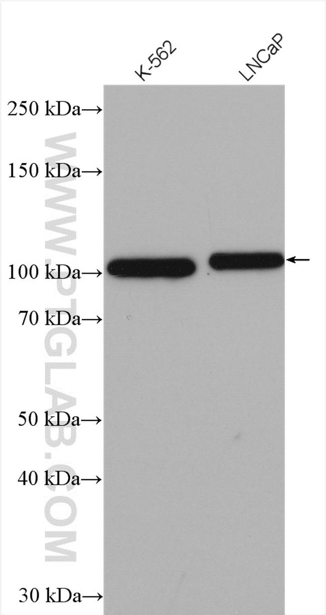 FAM62B Antibody in Western Blot (WB)