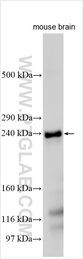 LRP4 Antibody in Western Blot (WB)