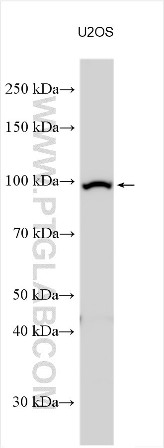 L3MBTL2 Antibody in Western Blot (WB)