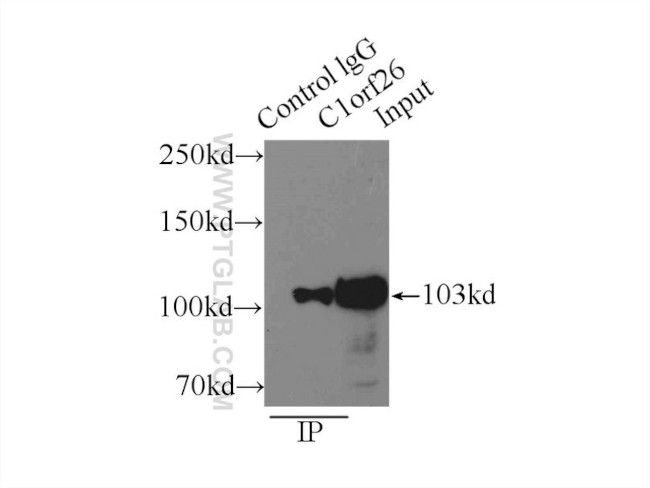 C1orf26 Antibody in Immunoprecipitation (IP)