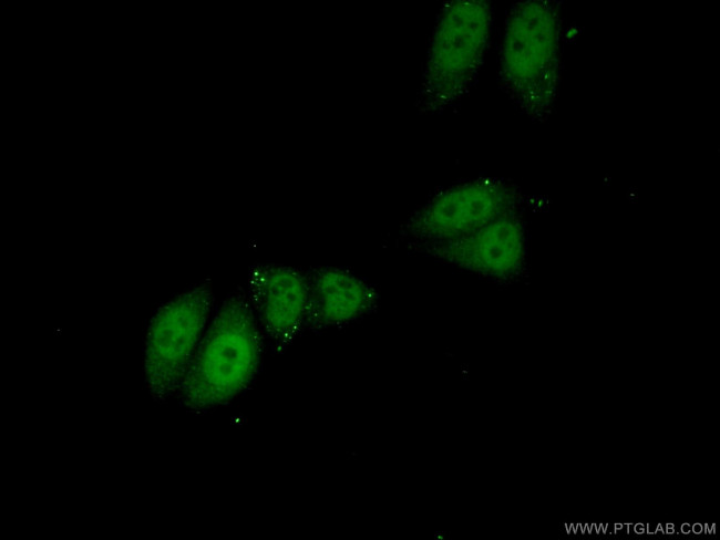 PPP1R10 Antibody in Immunocytochemistry (ICC/IF)