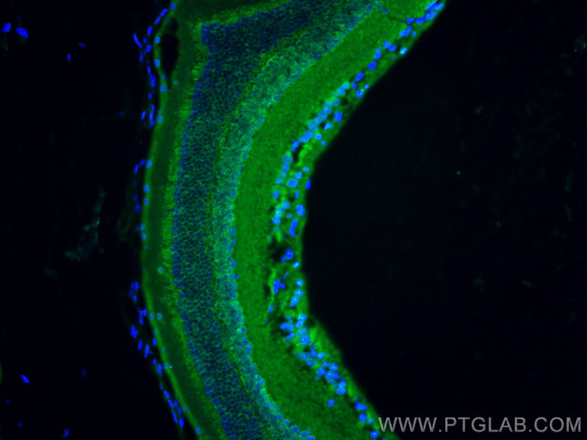 OPN4 Antibody in Immunohistochemistry (PFA fixed) (IHC (PFA))