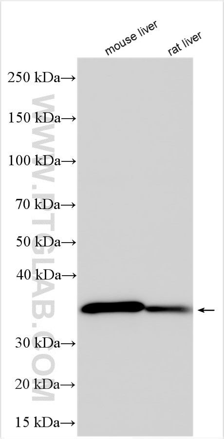 TRIM40 Antibody in Western Blot (WB)