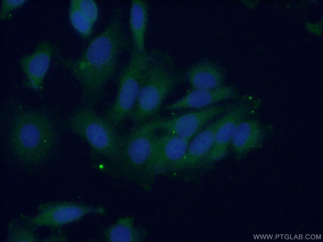 PTPN11 Antibody in Immunocytochemistry (ICC/IF)