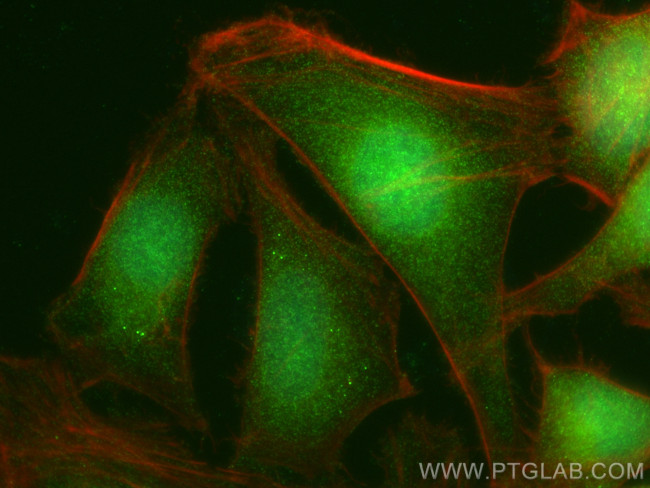 PGRMC2 Antibody in Immunocytochemistry (ICC/IF)