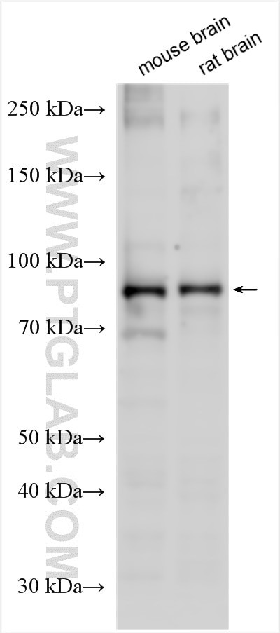 KCNQ3 Antibody in Western Blot (WB)