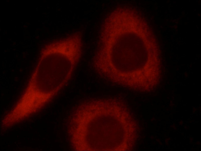 LCTL Antibody in Immunocytochemistry (ICC/IF)