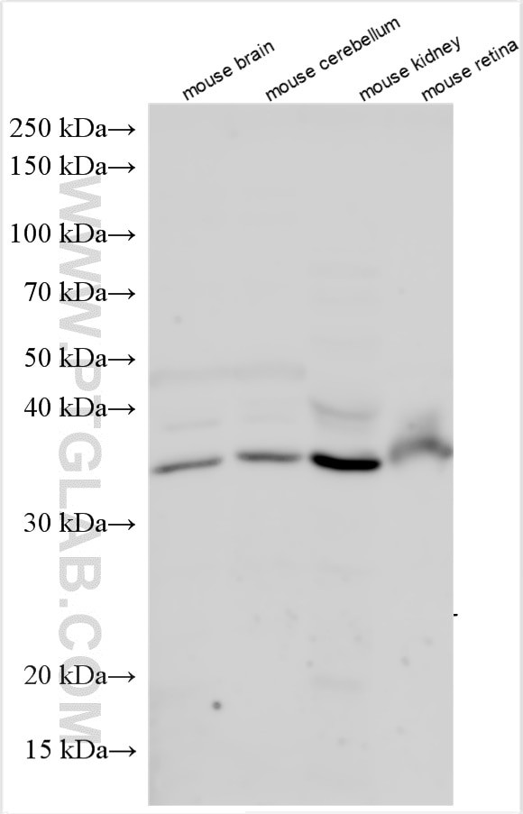 B3GAT2 Antibody in Western Blot (WB)