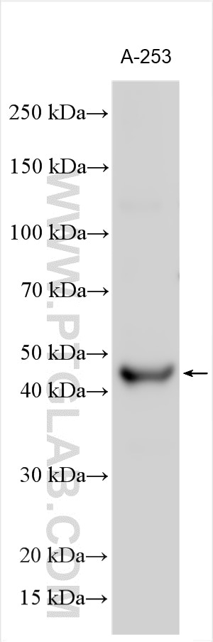 TMPRSS11D Antibody in Western Blot (WB)