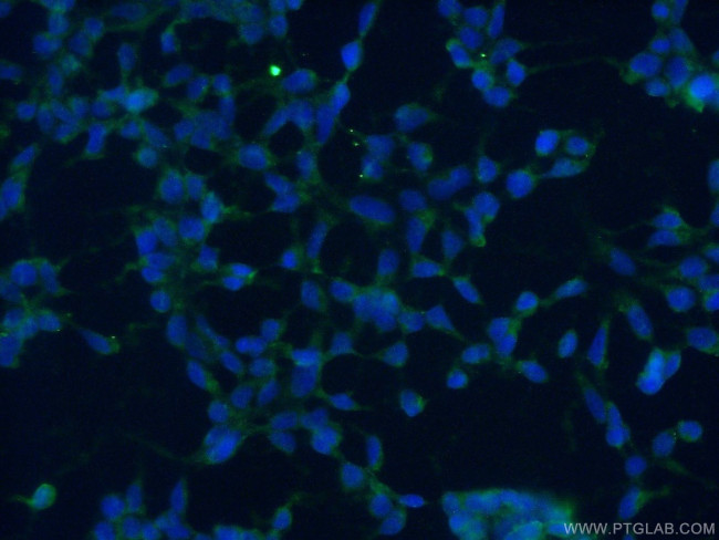 ISG20L2 Antibody in Immunocytochemistry (ICC/IF)