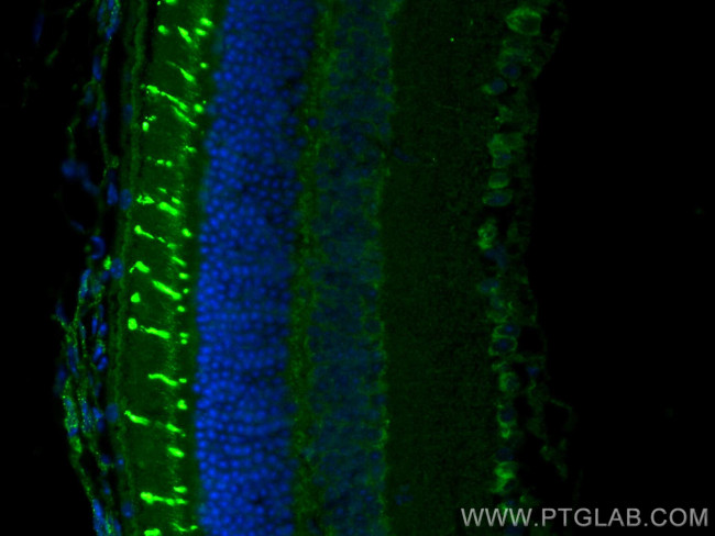 OPN1SW Antibody in Immunohistochemistry (PFA fixed) (IHC (PFA))