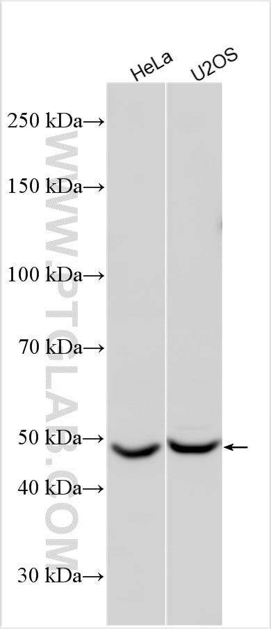 TTYH3 Antibody in Western Blot (WB)