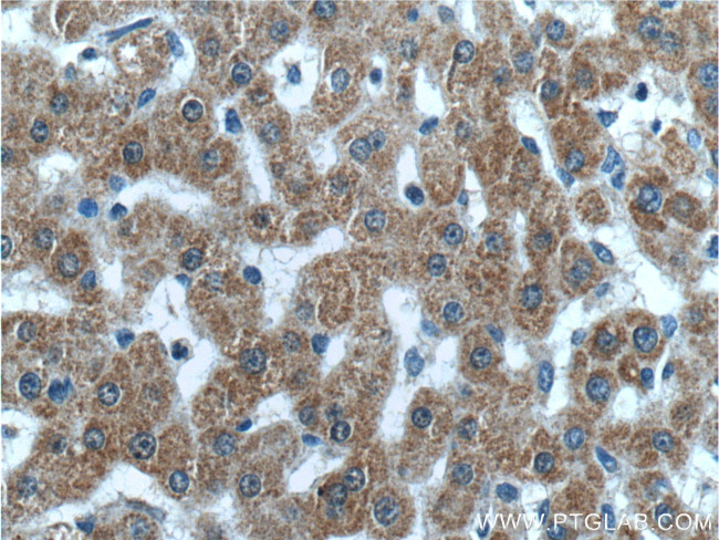 FAM172A Antibody in Immunohistochemistry (Paraffin) (IHC (P))