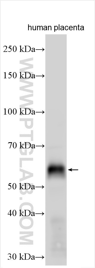 EGFL6 Antibody in Western Blot (WB)