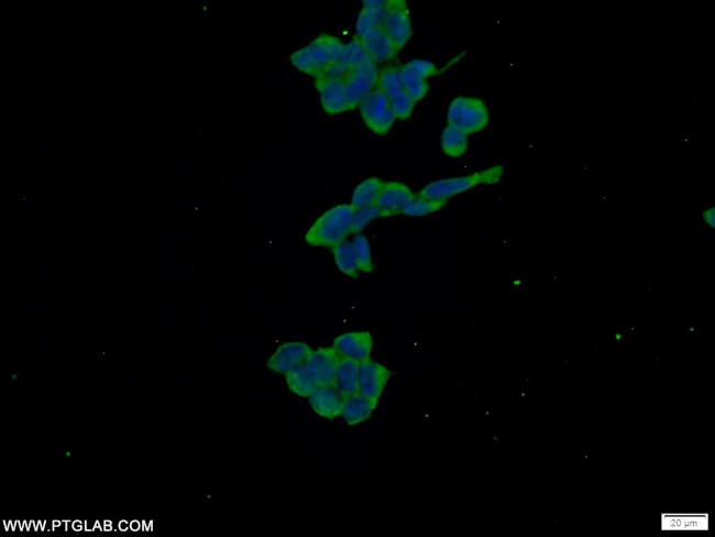 WWC2 Antibody in Immunocytochemistry (ICC/IF)