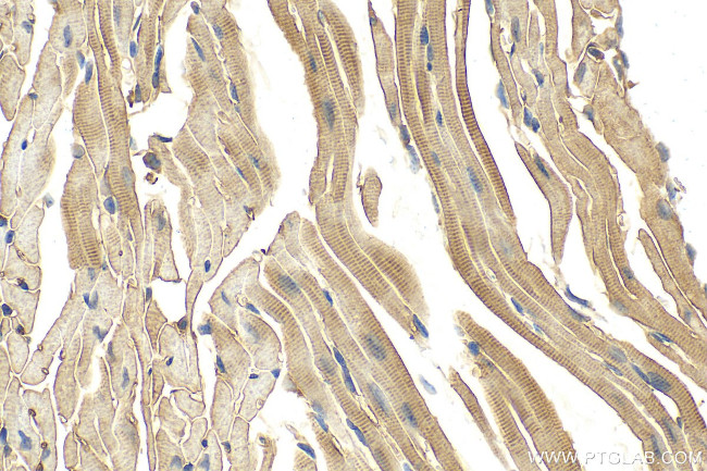 C2orf62 Antibody in Immunohistochemistry (Paraffin) (IHC (P))