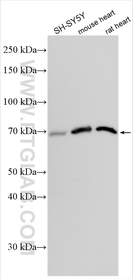 FBXL4 Antibody in Western Blot (WB)