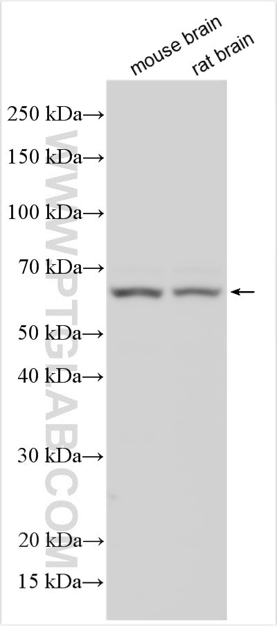 MARCHF1 Antibody in Western Blot (WB)