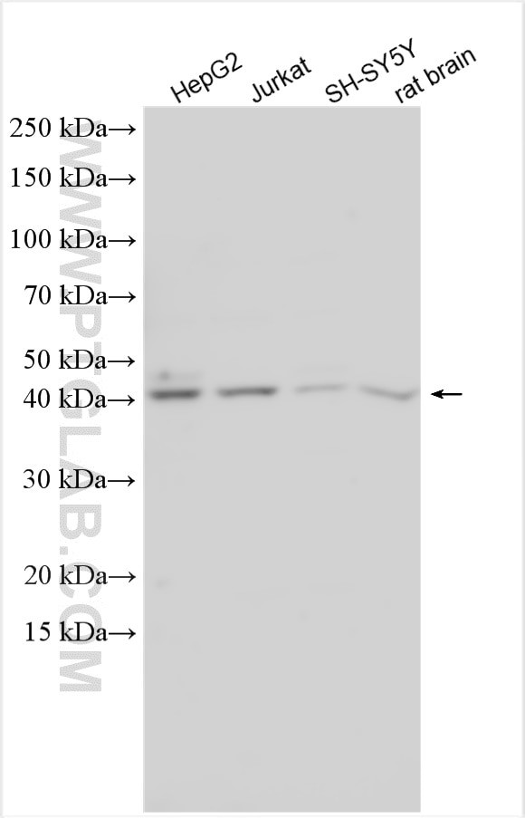 PRLHR Antibody in Western Blot (WB)