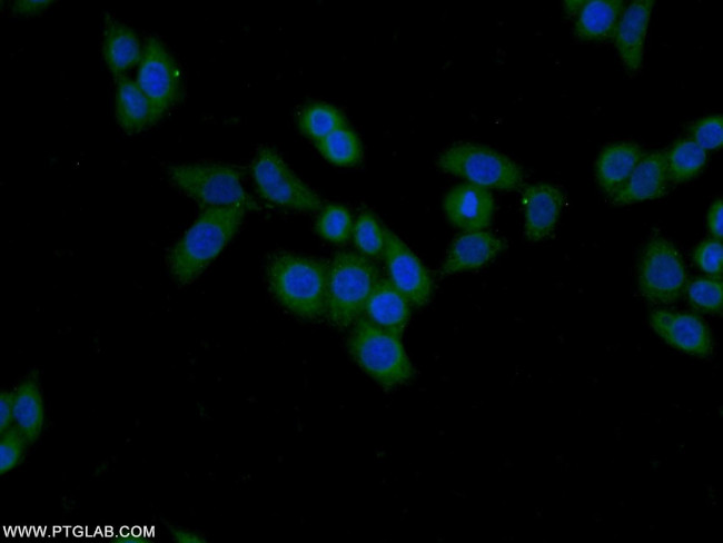 FAM92A1 Antibody in Immunocytochemistry (ICC/IF)