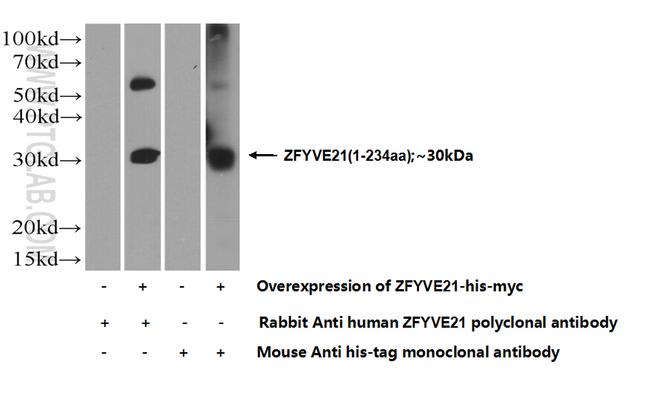 ZFYVE21 Antibody in Western Blot (WB)