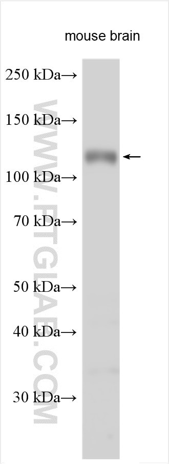 ISLR2 Antibody in Western Blot (WB)