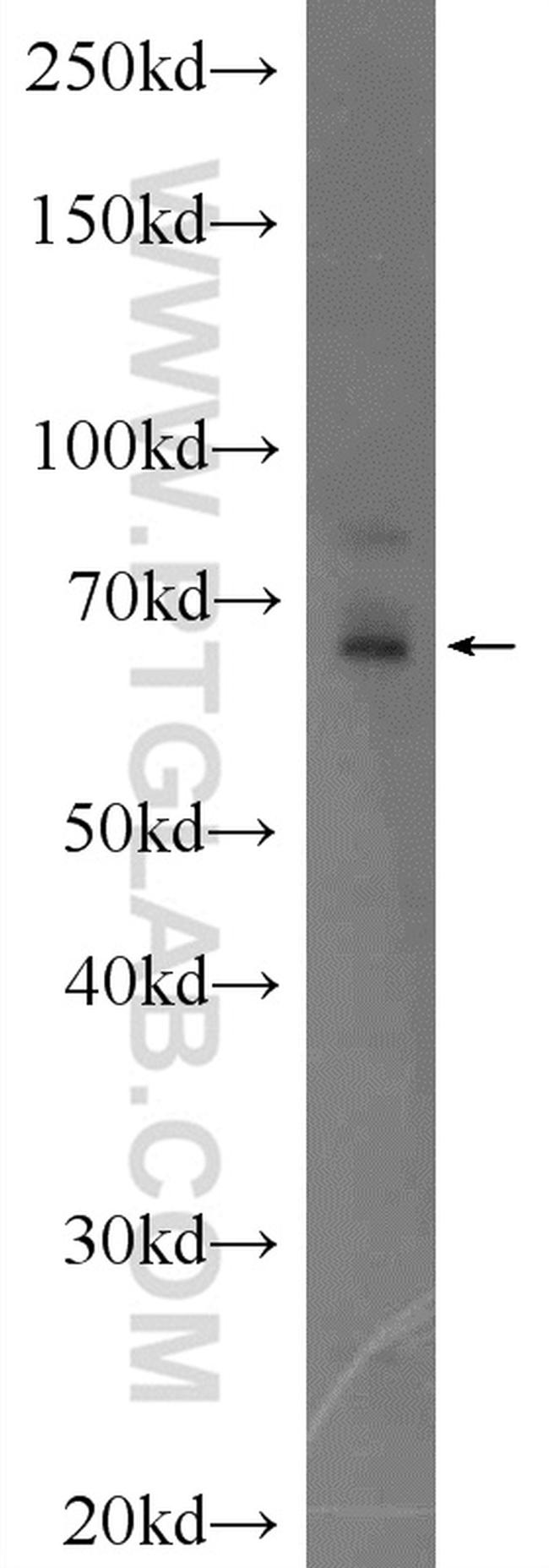 HMGXB4 Antibody in Western Blot (WB)