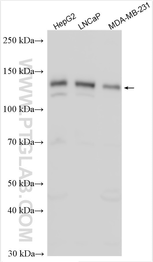 ZNF217 Antibody in Western Blot (WB)