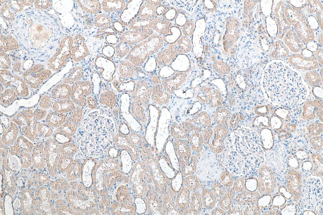 CWF19L2 Antibody in Immunohistochemistry (Paraffin) (IHC (P))