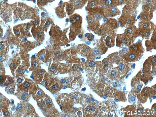 GPR153 Antibody in Immunohistochemistry (Paraffin) (IHC (P))