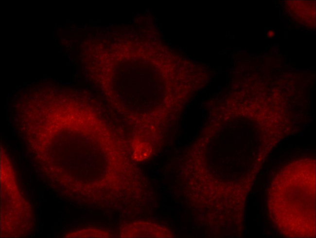 POGK Antibody in Immunocytochemistry (ICC/IF)