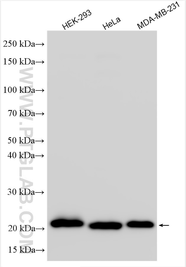 KEPI Antibody in Western Blot (WB)