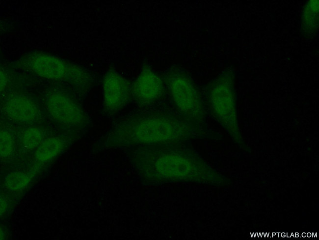 ZNF30 Antibody in Immunocytochemistry (ICC/IF)