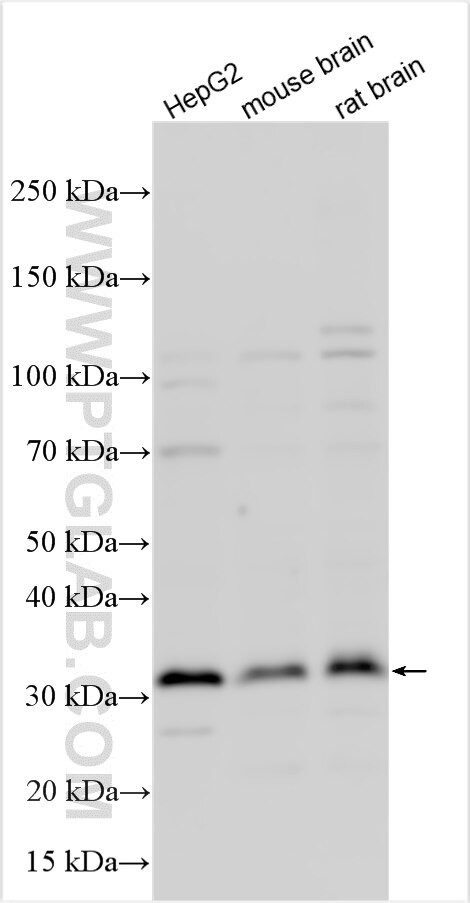PAQR7 Antibody in Western Blot (WB)