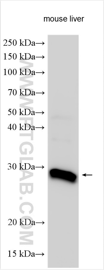 SHISA3 Antibody in Western Blot (WB)