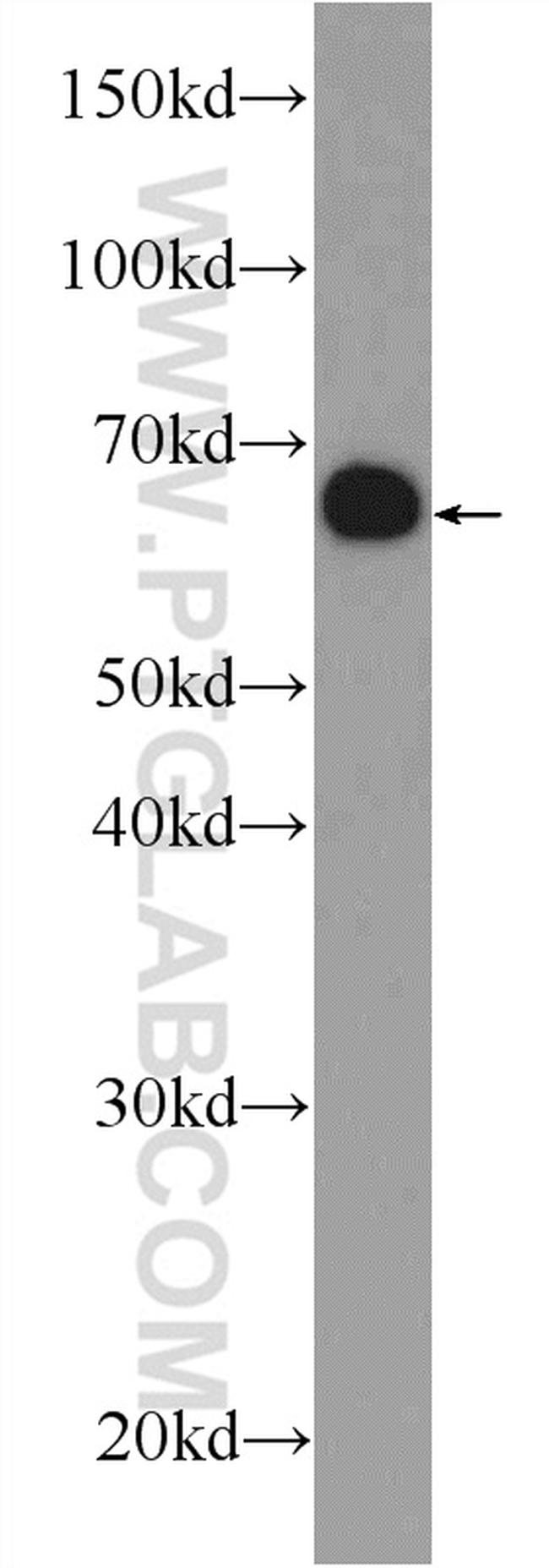 UROC1 Antibody in Western Blot (WB)