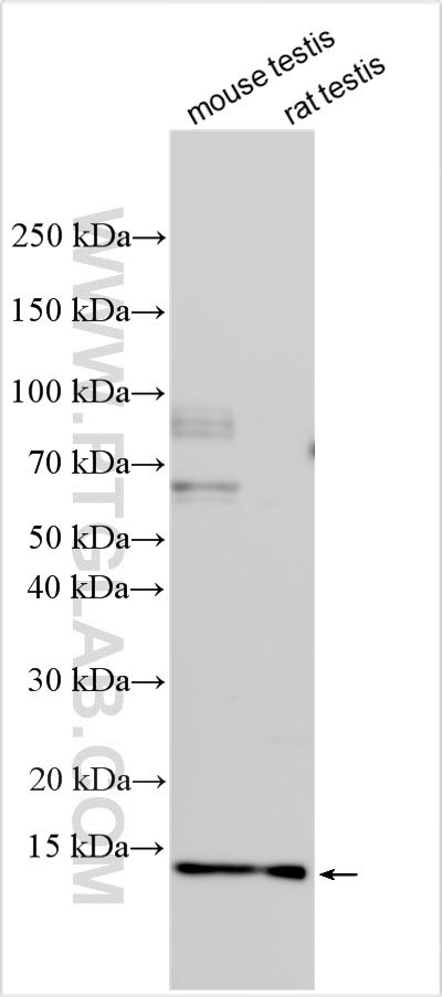 ZFAND5 Antibody in Western Blot (WB)