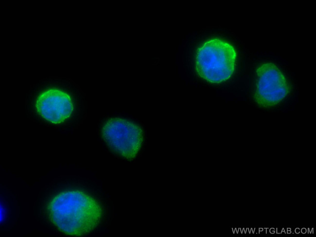 APOBEC3A Antibody in Immunocytochemistry (ICC/IF)