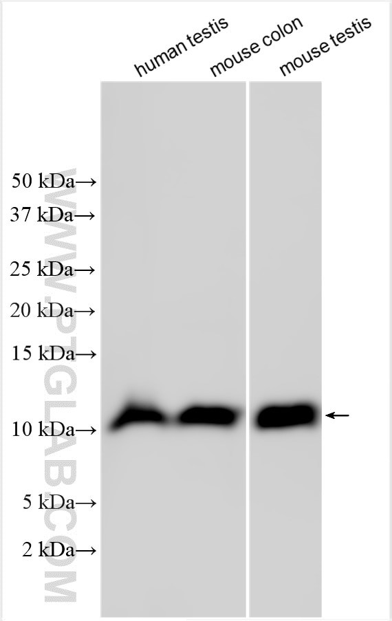 NMES1 Antibody in Western Blot (WB)